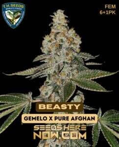 Beasty Bonus Pack (Feminized) (space) T.H. Seeds