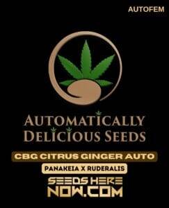 CBG Citrus Ginger Auto (Autoflower) (space) Automatically Delicious