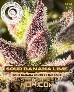 Sour Banana Lime (Feminized) (space) Happy Dreams Genetics