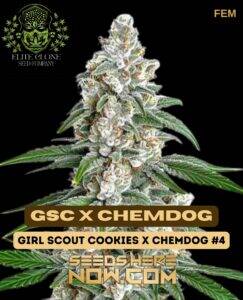 GSC x Chemdog S1 (Feminized) (space) Elite Clone Seed Company