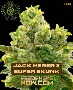 Jack Herer x Super Skunk S1 (Feminized) (space) Elite Clone Seed Company