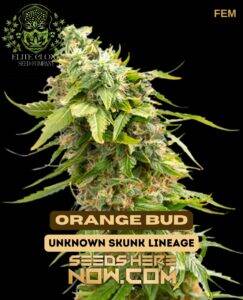 Orange Bud S1 (Feminized) (space) Elite Clone Seed Company