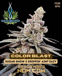 Color Blast (Feminized) (space) Exotic Genetix