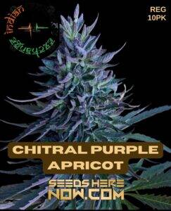 Chitral Purple Apricot (Regular) (space) Indian Landrace Exchange