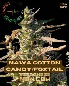Nawa Cotton Candy/Foxtail (Regular) (space) Indian Landrace Exchange