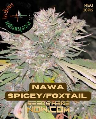Nawa Spicey/Foxtail (Regular) (space) Indian Landrace Exchange