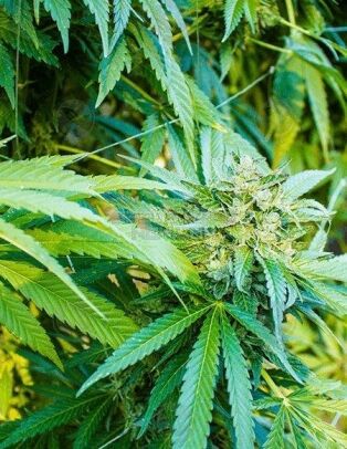 Aficionado-seeds-magnum-opus_bdc98e08-09d2-45c6-a5eb-9a07289d5d6b. Jpg