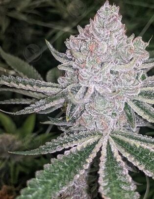 Relentless genetics cherry cookies