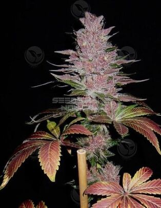 Second-generation-genetics-oregon-cutthroat