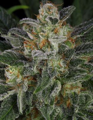 Serious-seeds-serious-kush-feminized_60d76884-39fc-4863-96d4-00033ef1cff2. Jpg