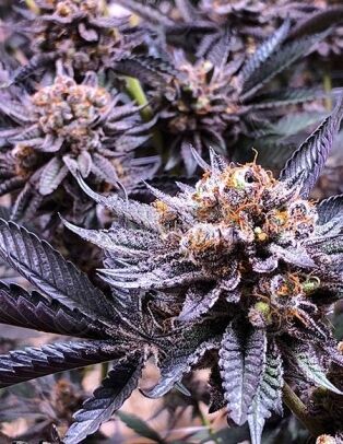 Solfire-gardens-bahama-mama