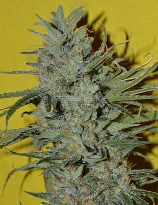 Sonic boom (regular) - irie genetics