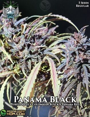 Panama black (regular) - snow high seeds