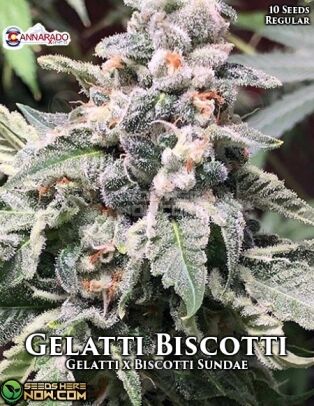 Gelatti biscotti (regular) - cannarado genetics