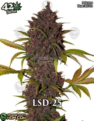 Lsd - 25 auto - fast buds