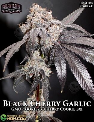 Black cherry garlic (regular) - relentless genetics