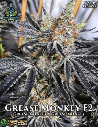 Grease monkey f2 (regular) - exotic genetix