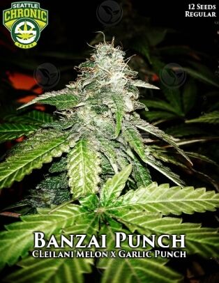 Banzai punch (regular) - seattle chronic seeds