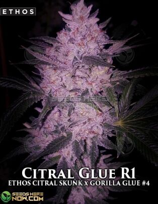 Citral glue r1 (feminized) - ethos genetics