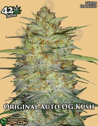 Original og kush auto (autoflower) - fast buds