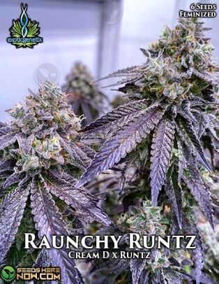 Raunchy runtz (feminized) - exotic genetix