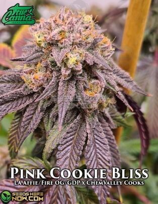 Pink cookie bliss (regular) - true canna genetics