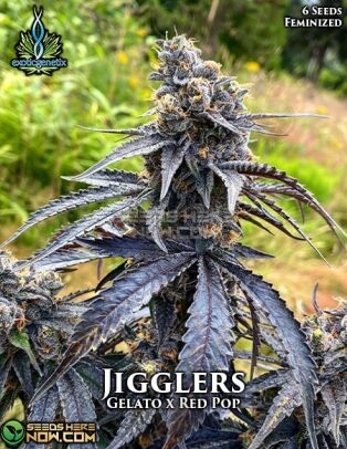 Jigglers (feminized) - exotic genetix