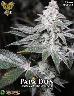 Papa don (regular) - solfire gardens