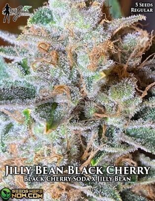Jilly bean black cherry (regular) - mz jill genetics