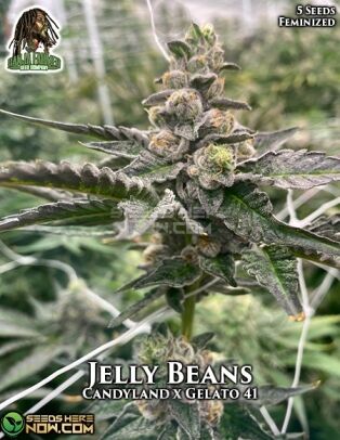 Jelly beans (feminized) - ganja farmer