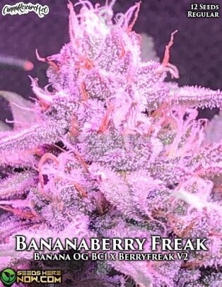 Bananaberry freak (regular) - cannabis research seed co