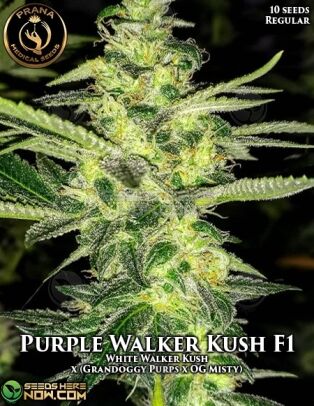 Purple walker kush (regular) - prana medical seeds