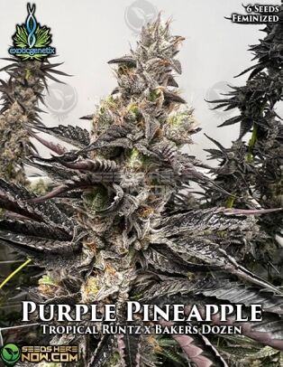 Purple pineapple (feminized) - exotic genetix
