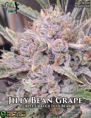 Jilly bean grape (feminized) - mz jill genetics