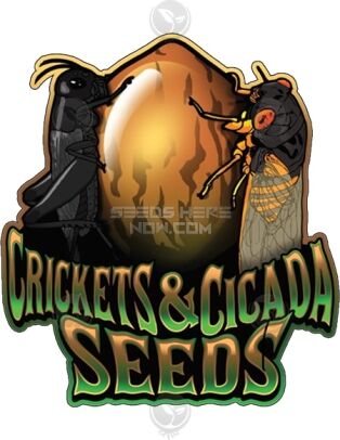 Peshawar pakistani (regular) - crickets and cicada seeds
