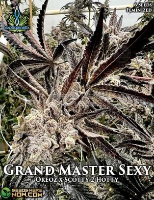 Grand master sexy (feminized) - exotic genetix