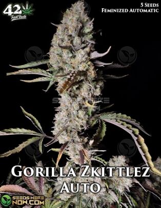 Gorilla zkittlez auto (autoflower) - fast buds