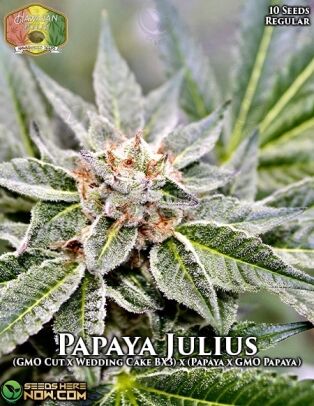 Papaya julius (regular) - hawaiian budline