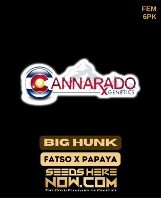 Big hunk (feminized) - cannarado genetics