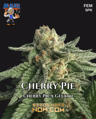 Cherry pie s1 (feminized) - dr. Blaze