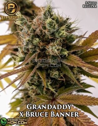 Grandaddy x bruce banner (regular) - best coast genetics