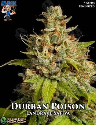 Durban poison s1 (feminized) - dr. Blaze