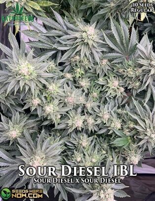 Sour diesel ibl (regular) - katsu seeds