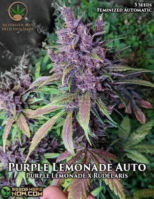 Purple lemonade auto (autoflower) - automatically delicious
