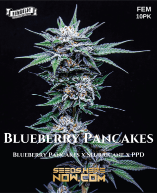 Blueberry pancakes (feminized) - humboldt seed company