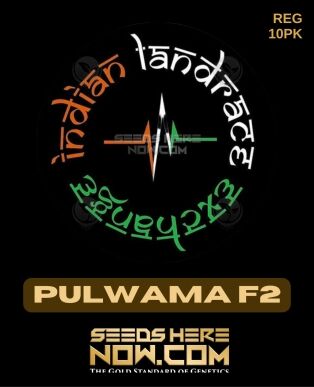 Pulwama f2 (regular) - indian landrace exchange