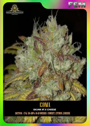 Coma (regular) - s. O. T. M.