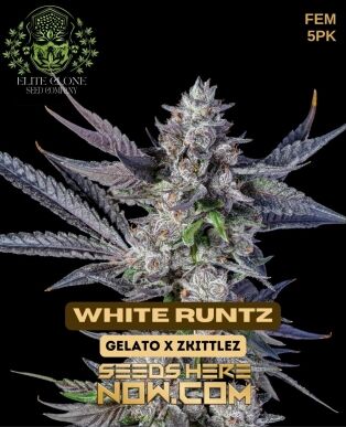 White runtz s1 (feminized) - elite clone seed company