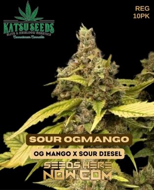 Sour og mango (regular) - katsu seeds