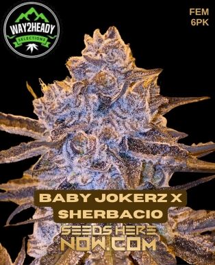 Baby jokerz x sherbacio (feminized) - way2heady selections